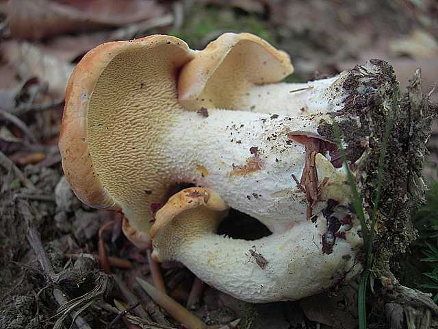 Funghi di frontiera